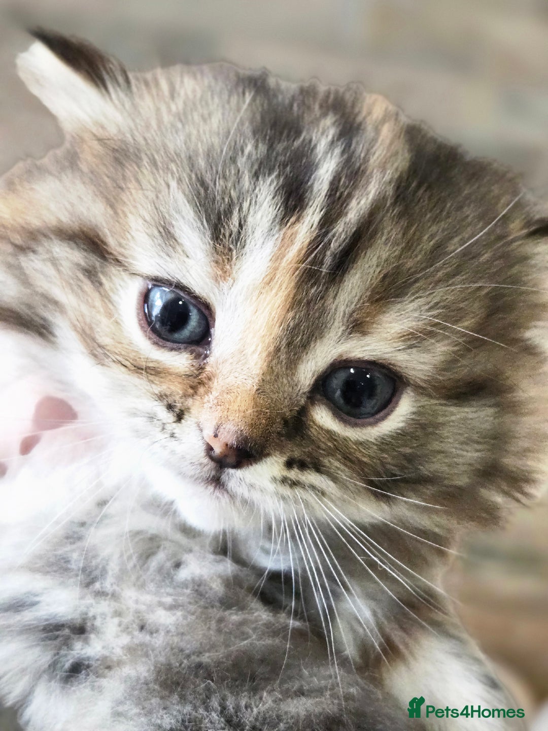 Persian cats for sale: Outstanding Full Persian Kittens for Sale - Image 10
