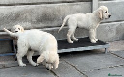 Golden Retriever dogs for sale: Stunning Puppies Ready Now (Updated pics) - Image 14