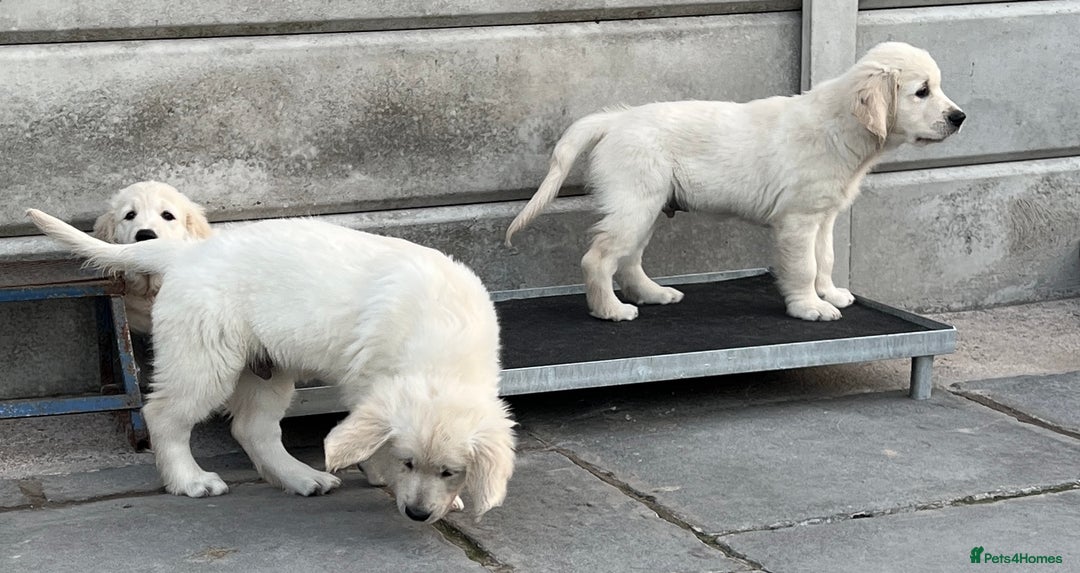 Golden Retriever dogs for sale: Stunning Puppies Ready Now (Updated pics) - Image 14