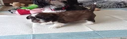 Shih Tzu dogs for sale: Two Beautiful Girls  - Advert 19