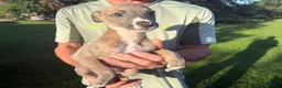 Whippet dogs for sale: Exceptional litter of KC whippets - Advert 3