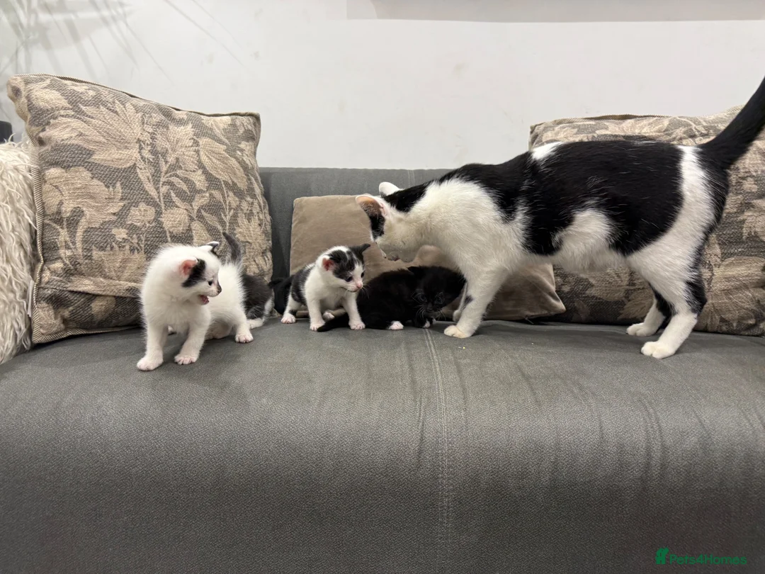Mixed Breed cats for sale: 4 adorable kittens available to be rehomed - Advert 2