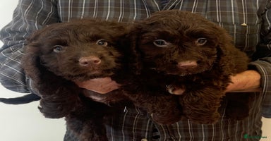 Cockapoo dogs - Advert 10
