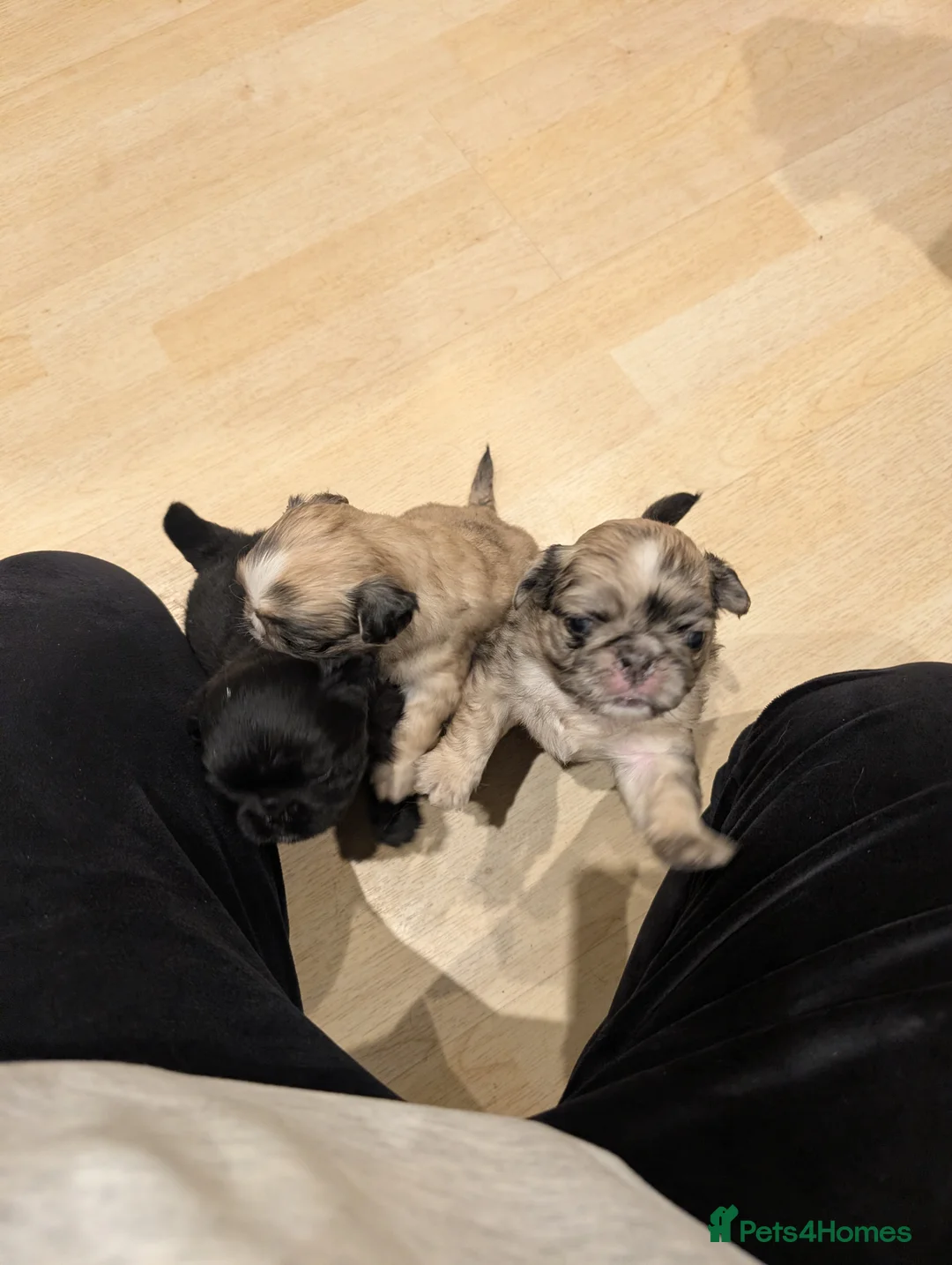 Puggle dogs for sale: 4 gorgeous pugs for sale  - Advert 10