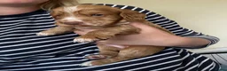 Cocker Spaniel dogs for sale: Gorgeous KC Cocker Spaniels - Advert 4