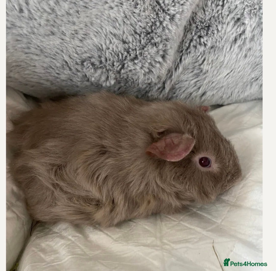 Guinea Pig rodents 2 male Guinea Pigs £60 - Advert 9