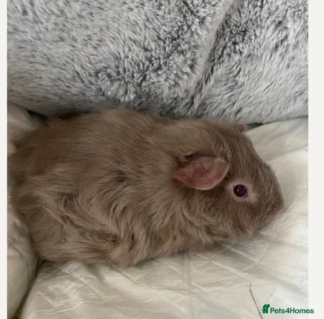 Guinea Pig rodents for sale: 2 male Guinea Pigs £60 - Advert 1