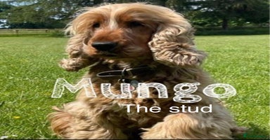 Cocker Spaniel dogs - Advert 3