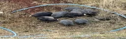 Guinea Fowl poultry for sale: Guinea Fowl - Advert 15