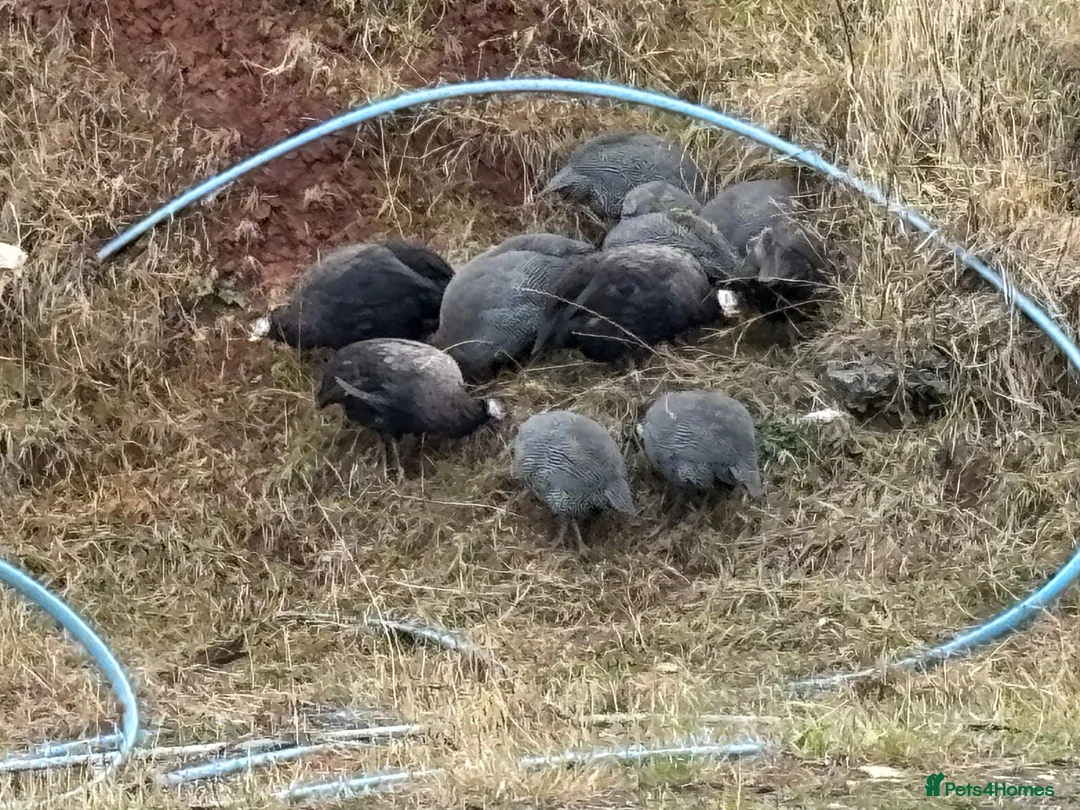Guinea Fowl poultry for sale: Guinea Fowl - Advert 15