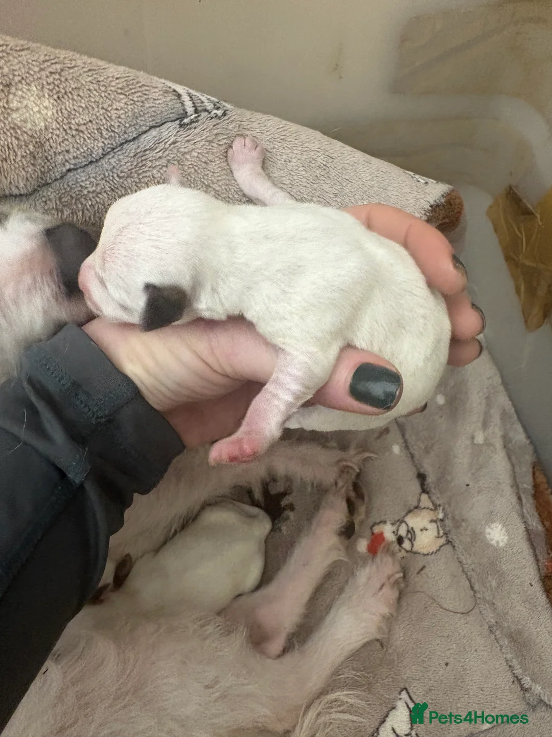 Jack Russell dogs for sale: Beautiful wire haired Jack Russell Puppies - Advert 10