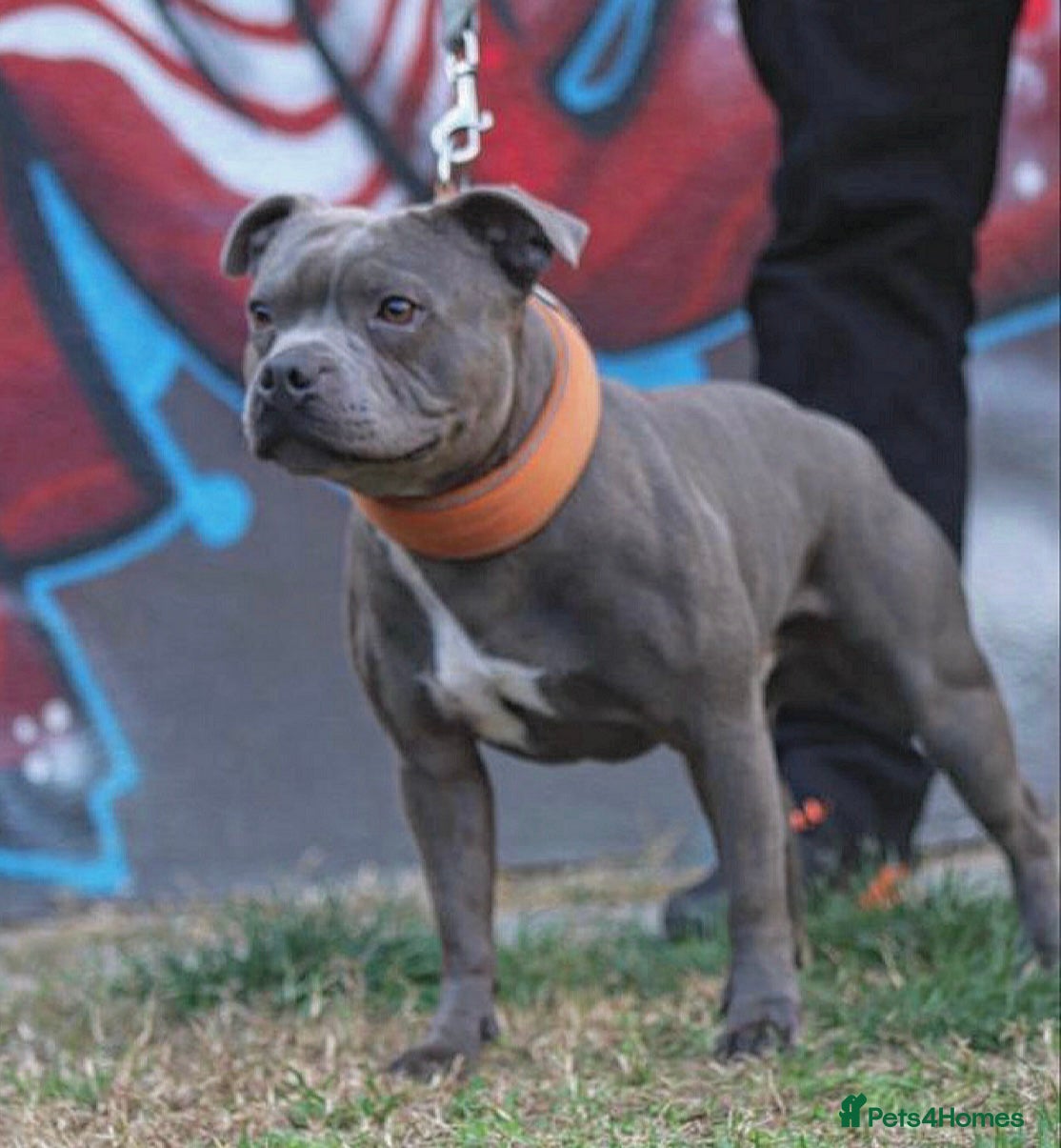 Staffordshire Bull Terrier dogs TRUSTED 5⭐️Licensed & Registered. GRAND CHAMPION🏆 in Wisbech - Advert 4