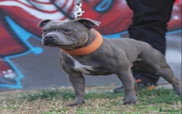 Staffordshire Bull Terrier dogs for stud: TRUSTED 5⭐️Licensed & Registered. GRAND CHAMPION🏆 in Wisbech - Image 1