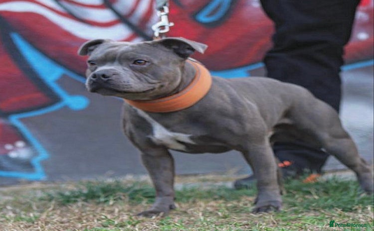 Staffordshire Bull Terrier dogs in Wisbech - Advert 1