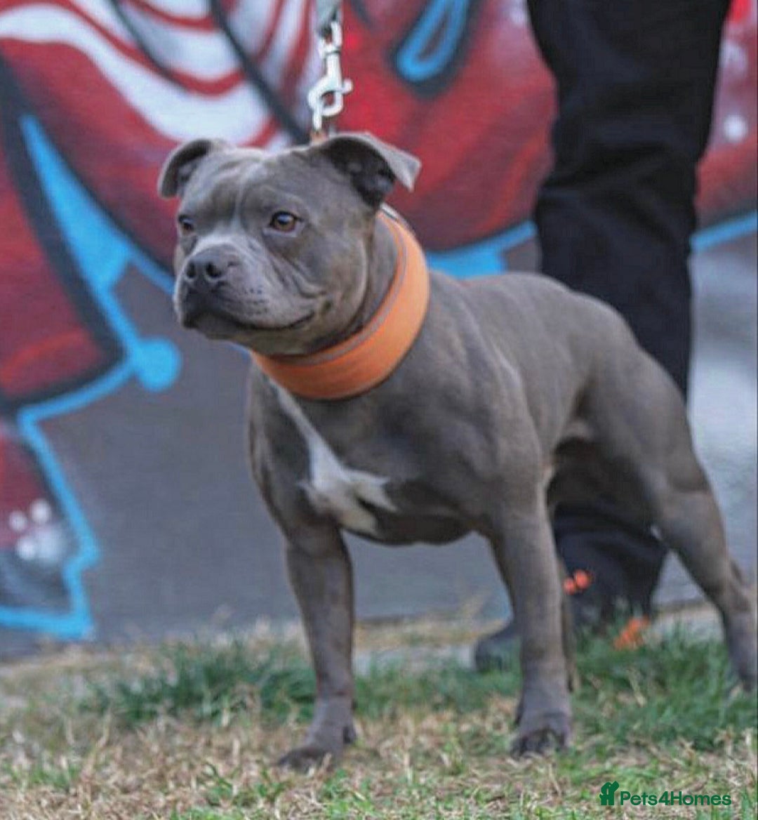 Staffordshire Bull Terrier dogs for stud: TRUSTED 5⭐️Licensed & Registered. GRAND CHAMPION🏆 in Wisbech - Image 1