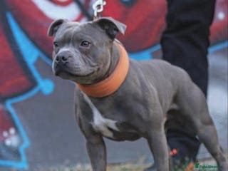 Staffordshire Bull Terrier dogs TRUSTED 5⭐️Licensed & Registered. GRAND CHAMPION🏆 in Wisbech - Advert 10