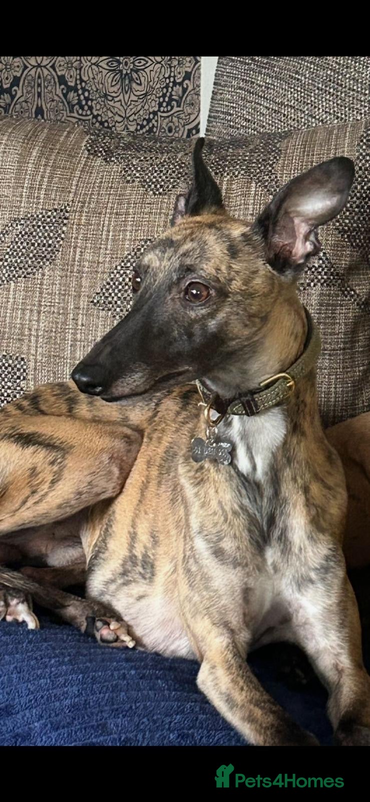 Whippet dogs Stunning pedigree whippet puppies  - Advert 2