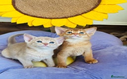 Abyssinian cats for sale: Pure pedigree Tica registered Abyssinian kittens  - Image 12