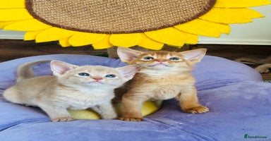 Abyssinian cats - Advert 7