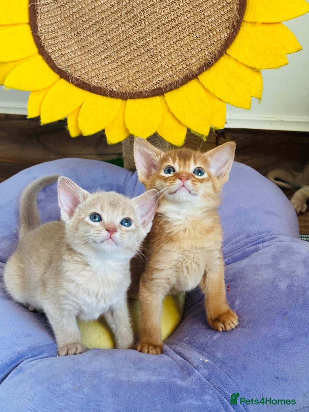 Abyssinian cats for sale: Pure pedigree Tica registered Abyssinian kittens  - Image 12