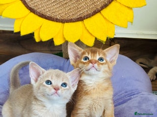 Abyssinian cats - Advert 6