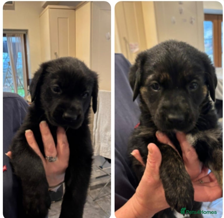 Mixed Breed dogs Labrador/German shepherd  - Advert 1