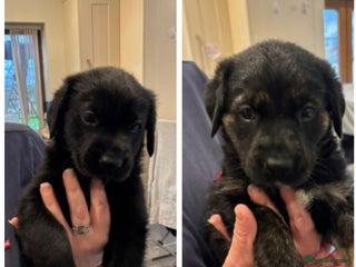 Mixed Breed dogs Labrador/German shepherd - Advert 7