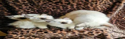 Ragdoll cats for sale: Ragdoll Kittens  - Advert 2