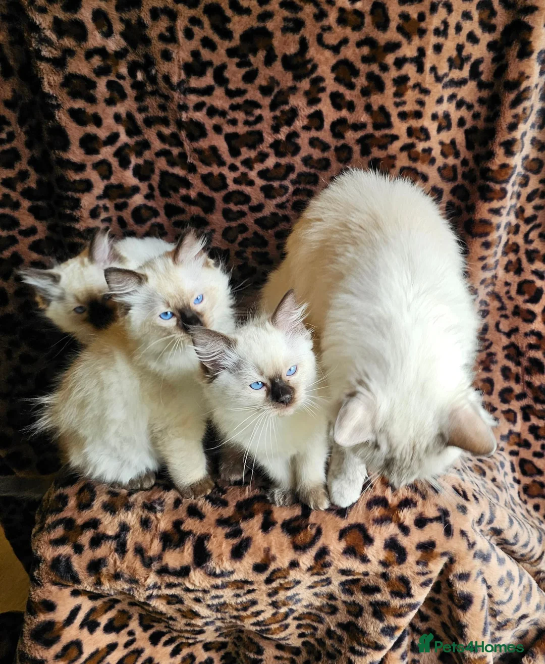 Ragdoll cats for sale: Ragdoll Kittens  - Advert 2