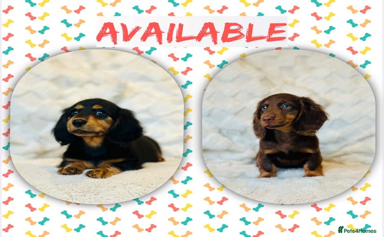 Miniature Dachshund dogs - Advert 1
