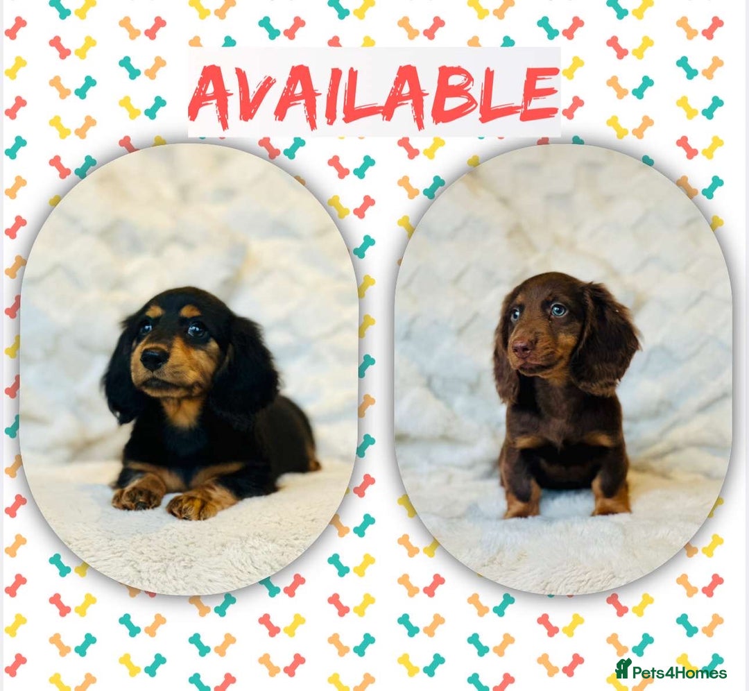 Miniature Dachshund dogs for sale: Long Haired miniature dachshunds - Image 1