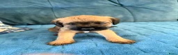Border Terrier dogs for sale: Border terrier puppies - Advert 16