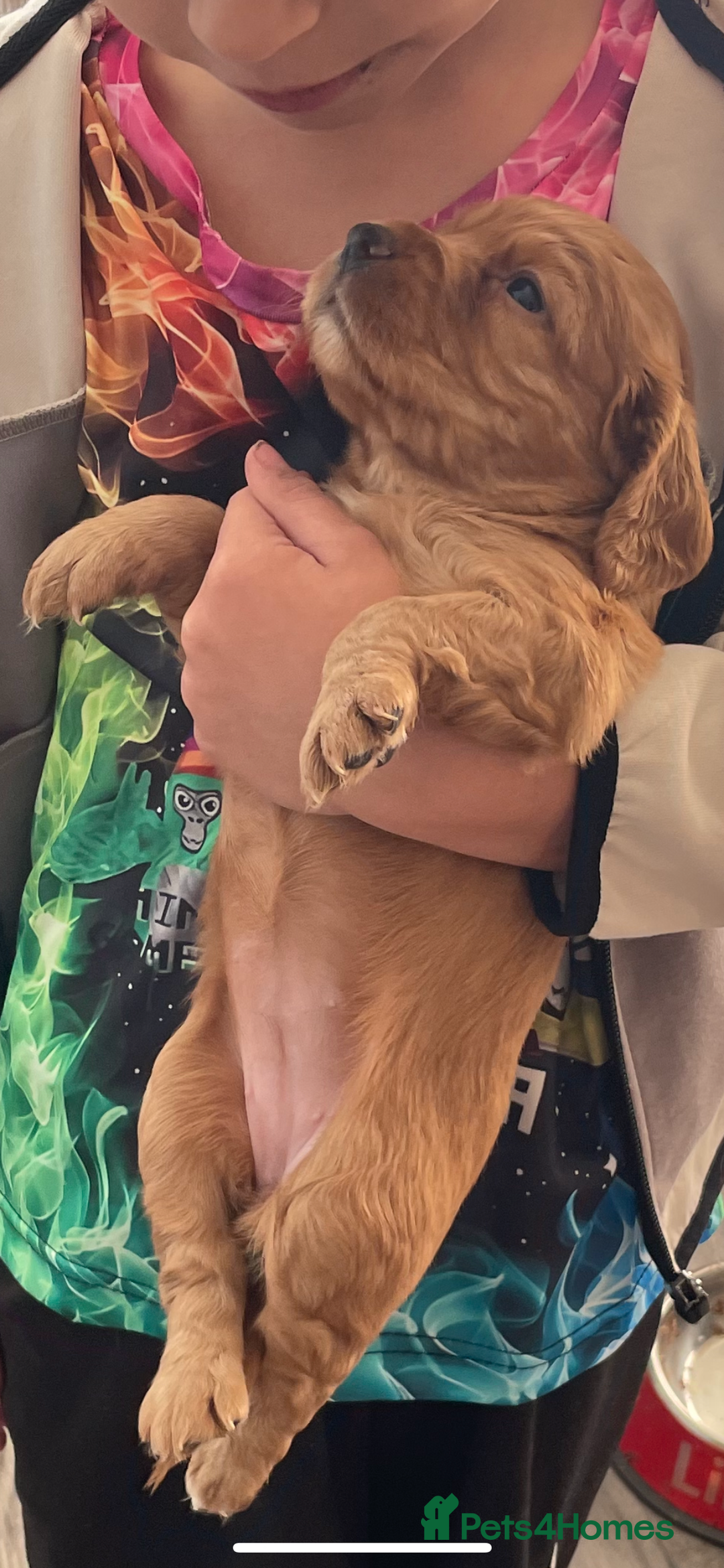Cocker Spaniel dogs for sale: KC registered Working Cocker Spaniels For Sale - Image 8