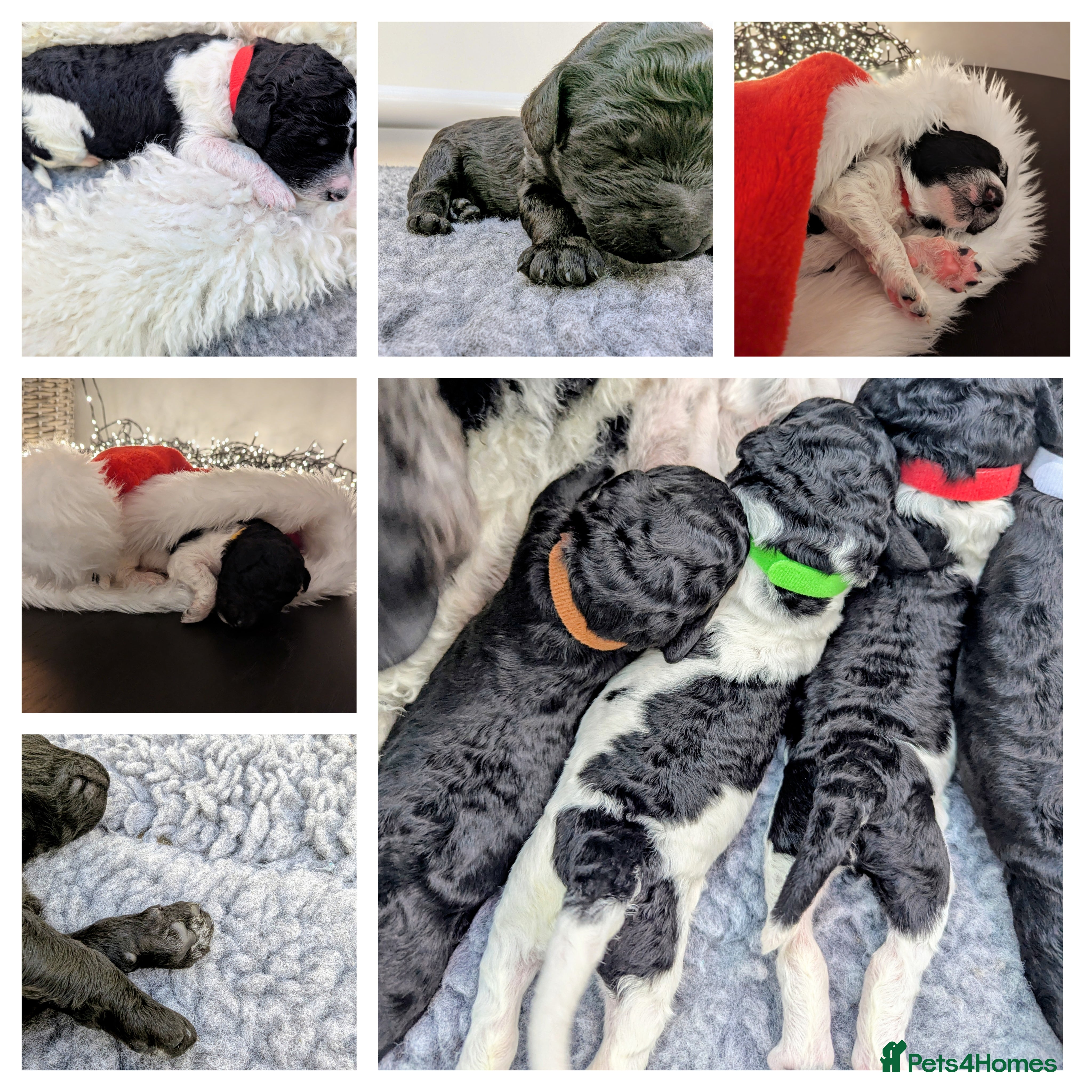 Standard Poodle dogs Parti KC Reg Standard Poodle Puppies - Advert 1