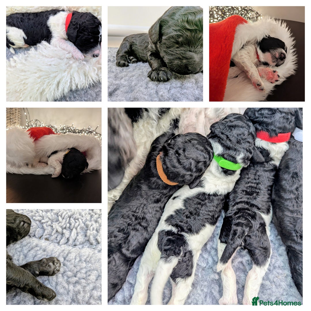 Standard Poodle dogs for sale: 6 wks old, ready 21st Jan, Standard Poodle Puppies - Advert 5