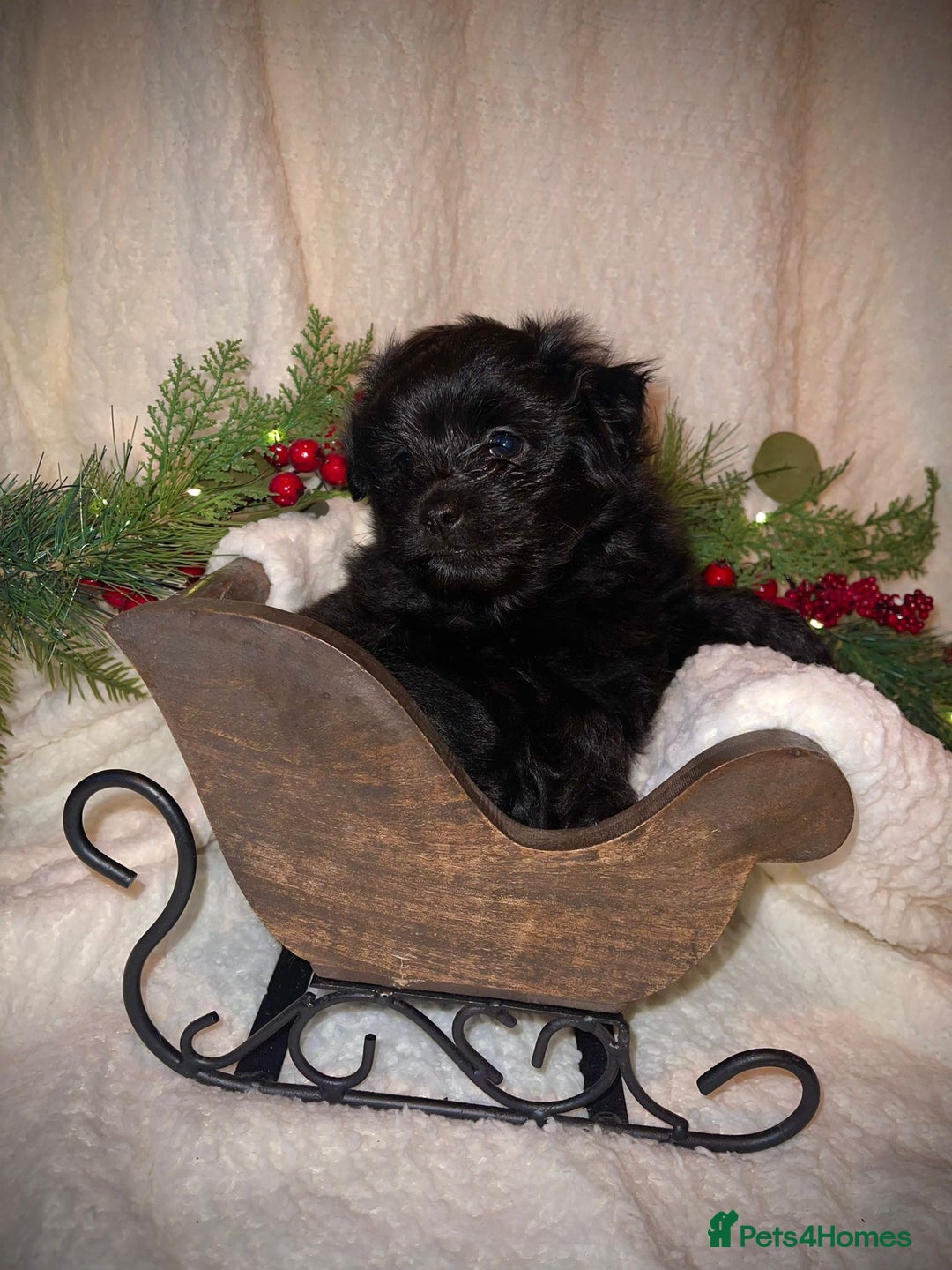 Mixed Breed dogs for sale: LaPom pups for sale Belfast - Advert 7