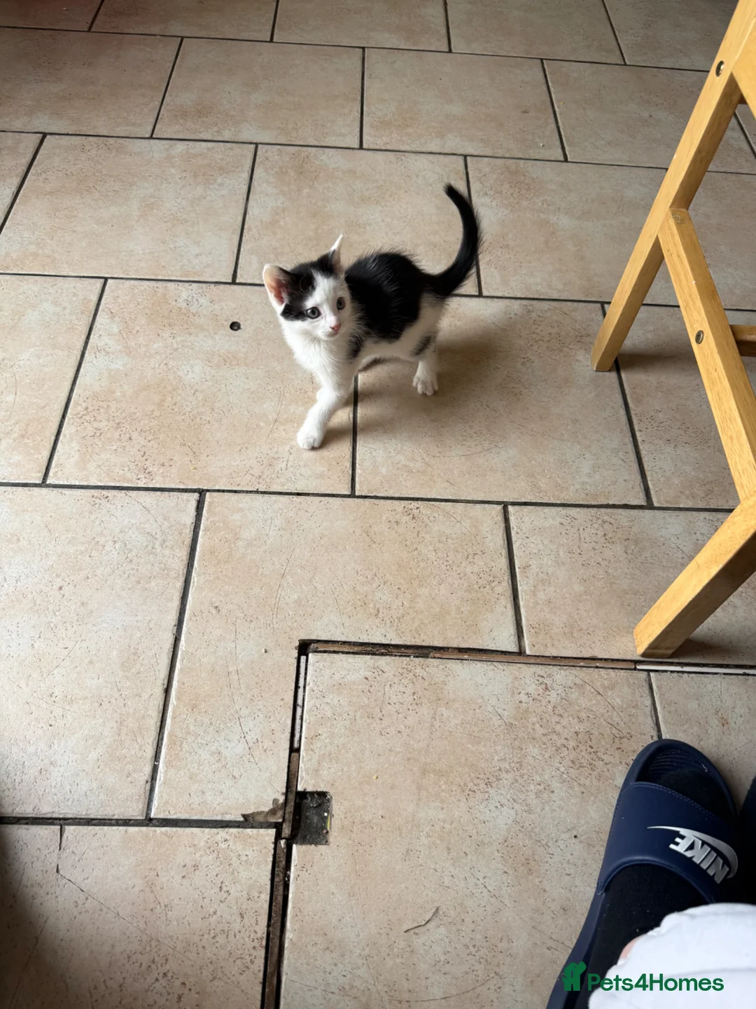 Mixed Breed cats for sale: Kittens ready for new home  - Advert 12