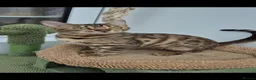 Bengal cats for sale: Pure bengal girls - Advert 1