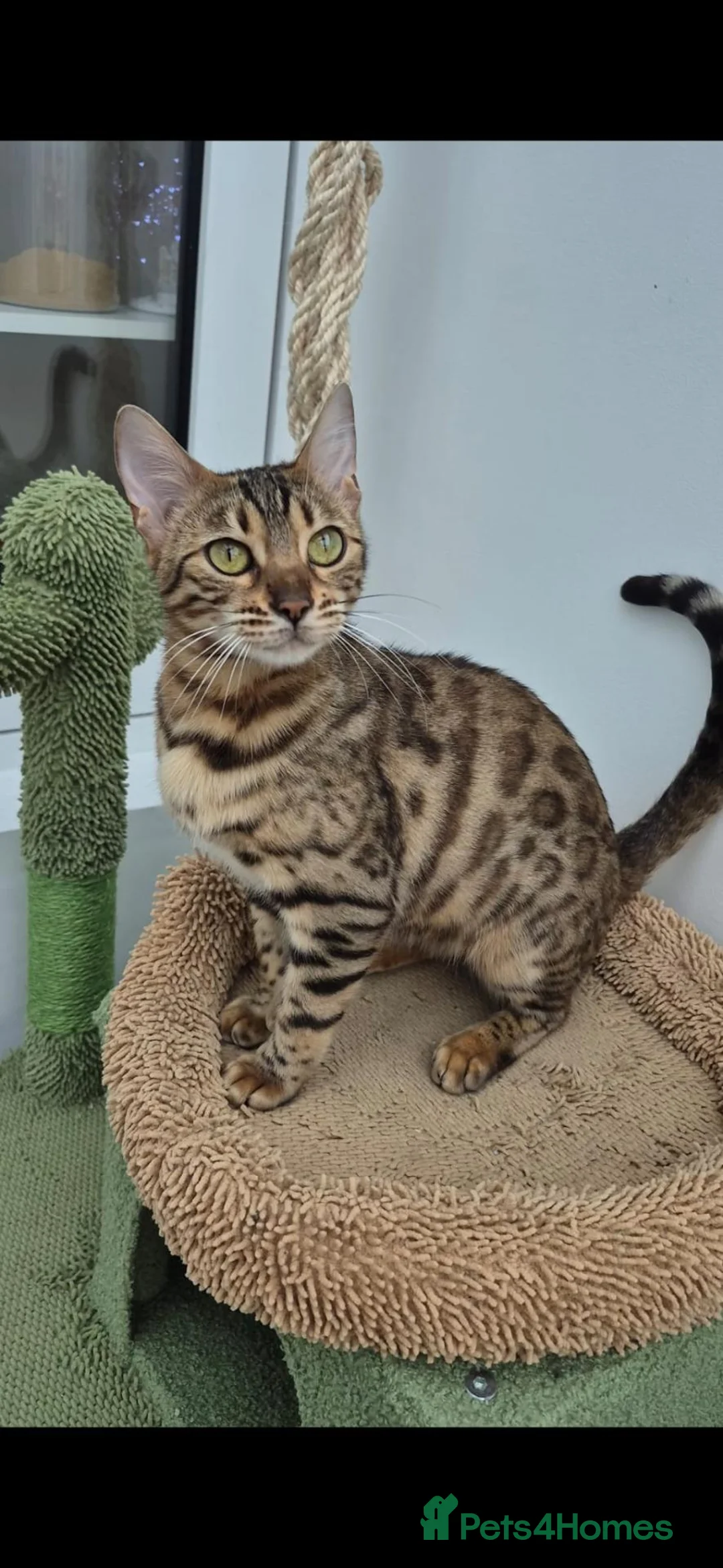 Bengal cats for sale: Pure bengal girls - Advert 1