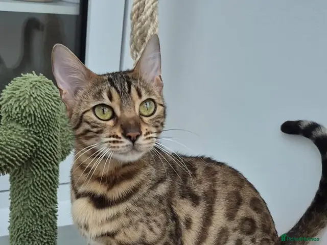 Bengal cats for sale: Pure bengal girls - Advert 1