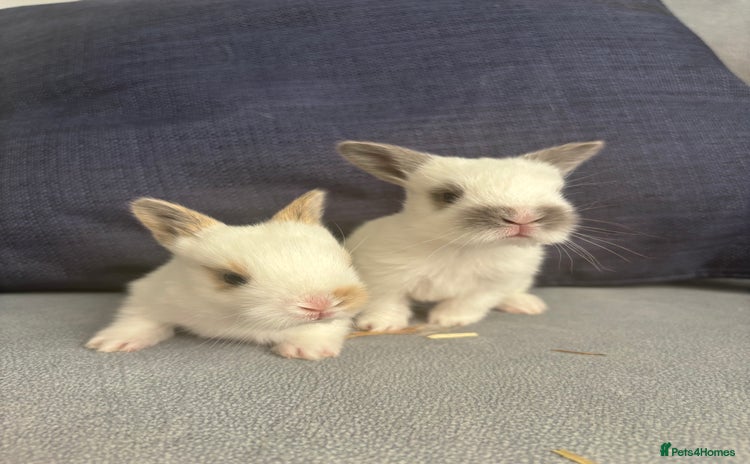 Mixed Breed rabbits - Advert 2