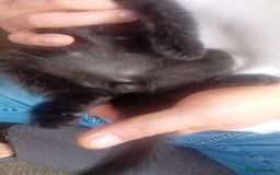 Mixed Breed cats for sale: 4 baby kittens for sale  - Image 2