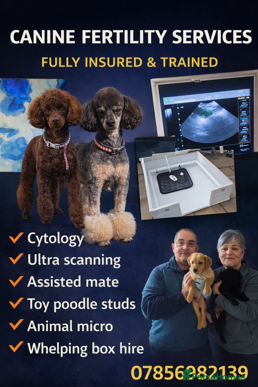 Toy Poodle dogs for stud: Toy poodles for stud - Advert 3