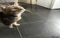Bengal cats for sale: 5 month old tabby - Image 6