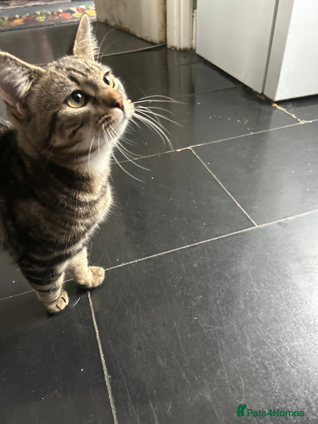 Bengal cats for sale: 5 month old tabby - Image 6