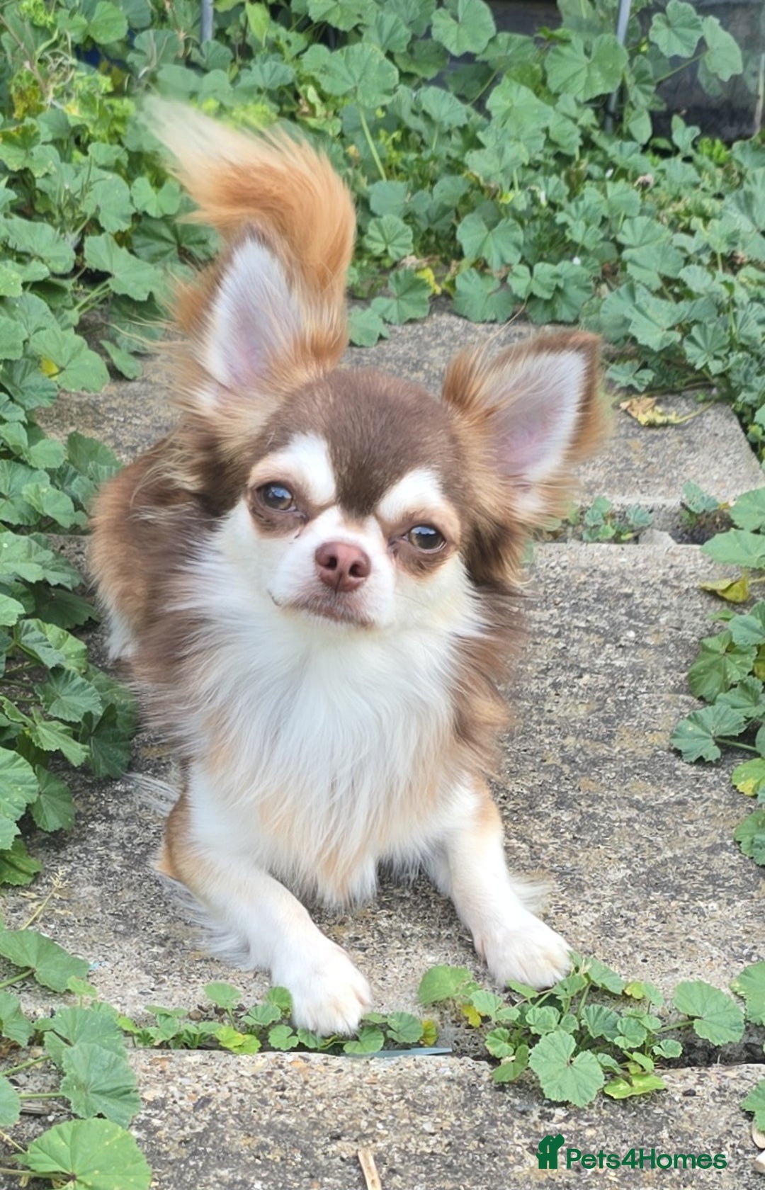 Chihuahua dogs for stud: Chihuahua for stud  - Image 6