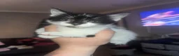 Mixed Breed cats for sale: Beautiful kittens for sale  in Swansea - Advert 2