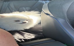 Pomeranian dogs for stud: Olaf white Pomeranian stud in Liverpool - Image 14