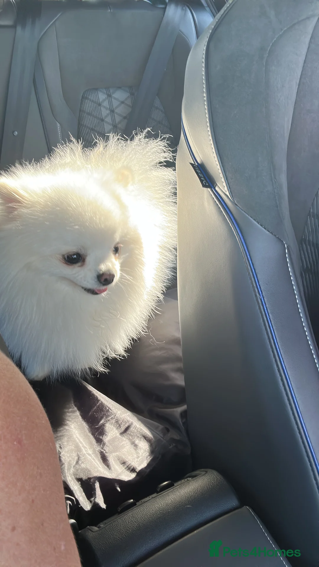 Pomeranian dogs for stud: Olaf white Pomeranian stud in Liverpool - Advert 16