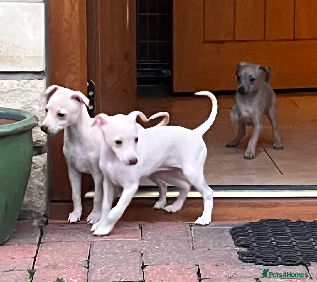 Italian Greyhound dogs for sale: Beautiful Italian Greyhound girls - Image 5
